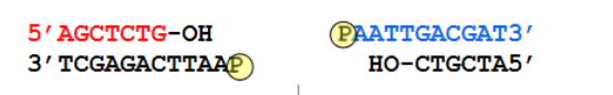 <p>creates binds on the 5’ phosphate and the 3’ hydroxy group to bind DNA strands together</p>