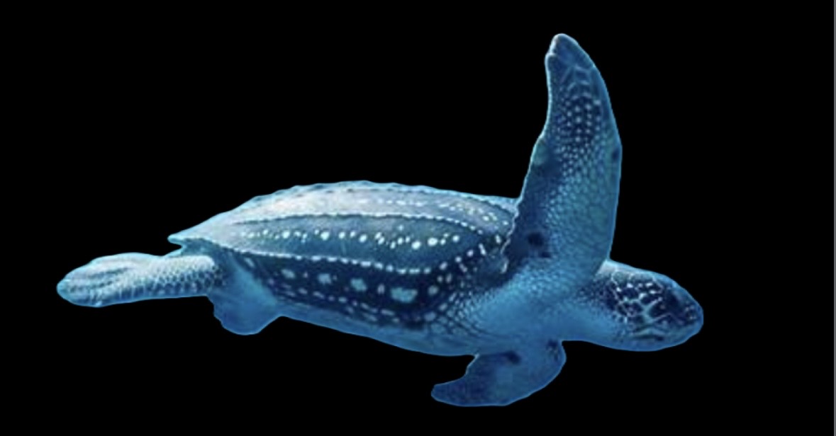 <p>HUGE, backward facing spines in throats, black rubbery skin with lighter underside, flippers longer than other turtles (migration)</p><p>No scales or claws!</p>