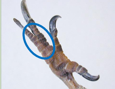 term image