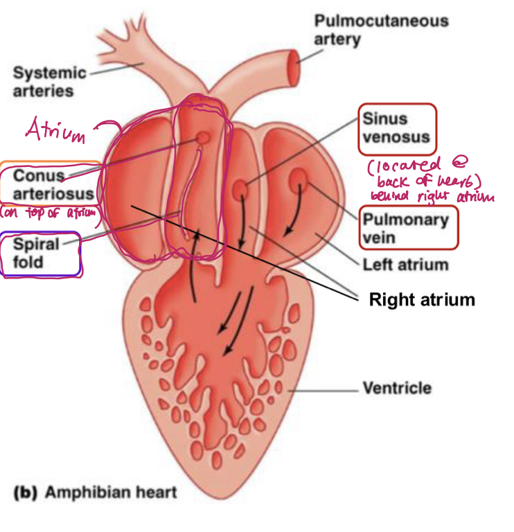 <p>sinus venosus: brings deoxygenated blood from body into right atrium </p><p>pulmonary vein: brings oxygenated blood from lungs/skin into the left atrium</p><p>conus arteriosus: pumps blood into both pulmoncutaneous and systemic circuits of circulatory system</p><p>spiral fold: a hinged, flap-like structure in the conus arteriosus that </p><p>1) minimizes mixing of oxygenated and deoxygenated blood</p><p>2) helps direct oxygenated blood to systemic circuit and deoxygenated blood to pulmocutaneous circuit</p>