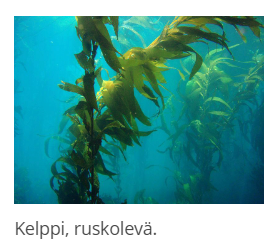 <p>domeeni (ja tumallinen ryhmä jos on)</p>