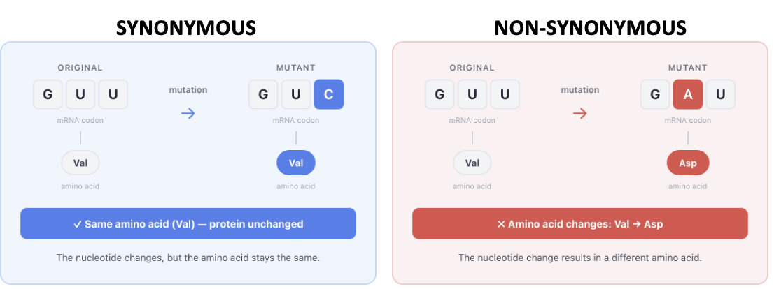 <ul><li><p>Genes, different, synonymous and non-synonymous</p></li></ul><p></p>