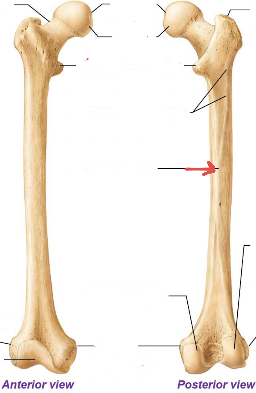 <p>what is this part of the femur?</p>