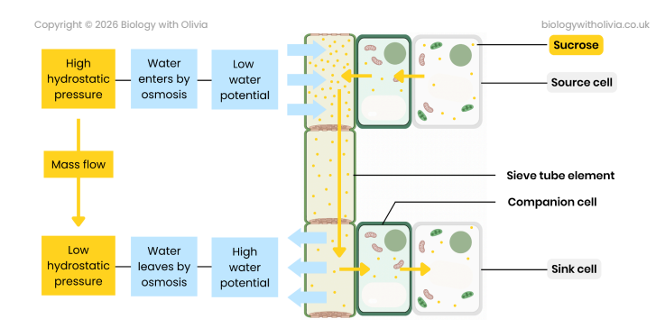 <p>1. At source, sucrose is actively transported into phloem sieve tubes / cells</p><p>2. By companion cells</p><p>3. This lowers water potential in sieve tubes so water enters (from xylem) by osmosis</p><p>4. This increases hydrostatic pressure in sieve tubes (at source) / creates a hydrostatic pressure gradient</p><p>5. So mass flow occurs - movement from source to sink</p><p>6. At sink, sucrose is removed by active transport to be used by respiring cells or stored in storage organs</p>