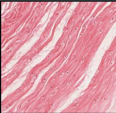 <p>Found in between interverted discs</p>