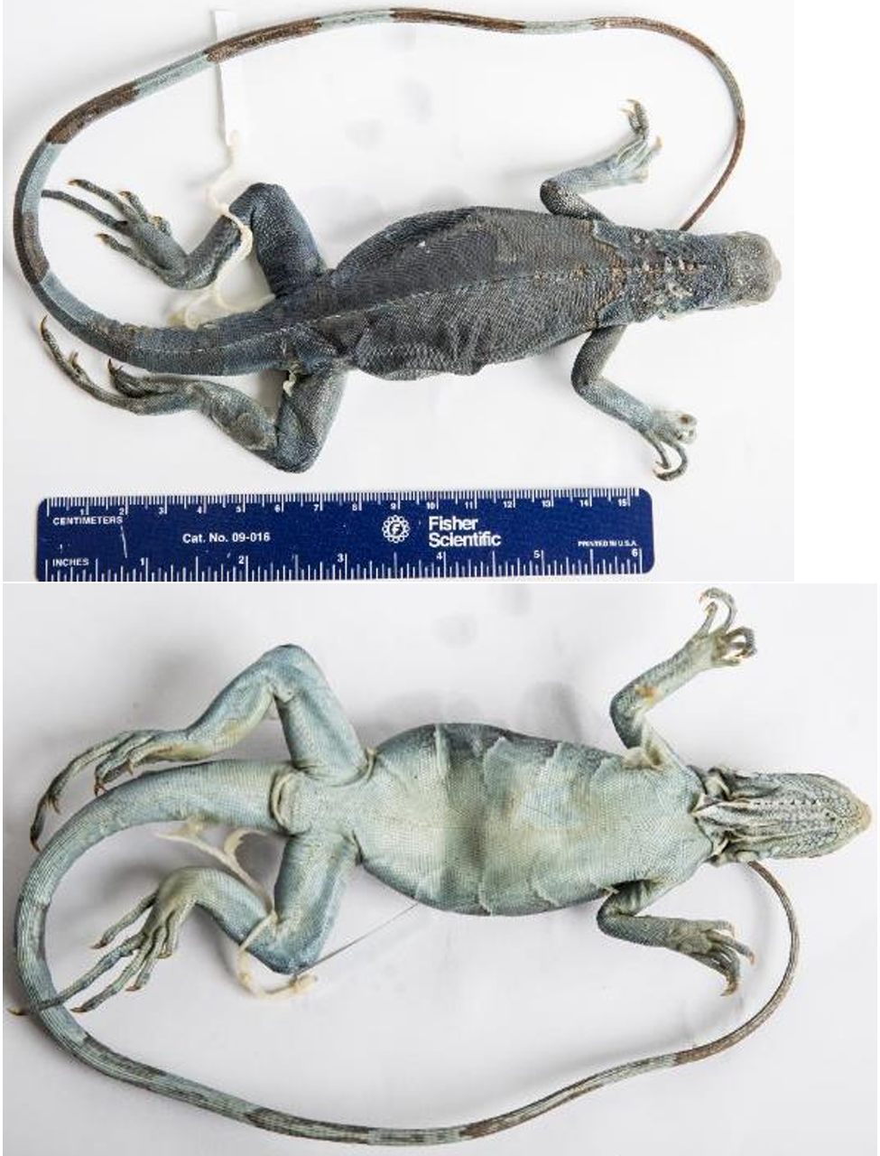 <p>Family: Iguanidae (Femoral pores and large scales in the head dorsum.)</p><p>Family name: Iguanas</p>