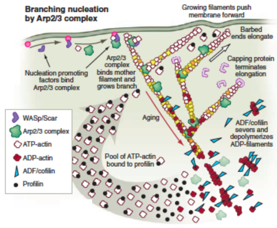 <p>Actin assembly → pushes membrane forward </p><ul><li><p>Energy from ATP hydrolysis by actin → drives process </p></li></ul><p></p><p>Retrograde flow = continuous rearward movement of actin cytoskeleton</p><ul><li><p>Filaments pushed back by membrane resistance + myosin-driven contraction</p></li><li><p>TREADMILLING</p></li><li><p>Cofilin = actin severing protein → actin depolymerization @ leading edge</p></li></ul><p></p>