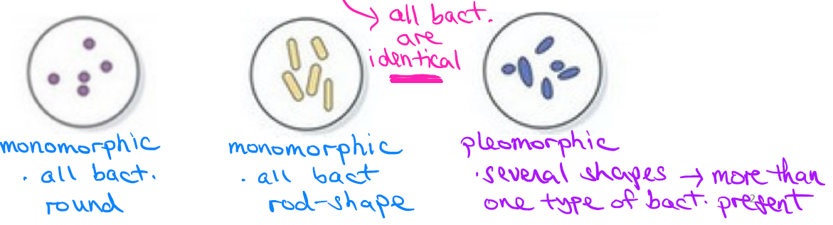 <ul><li><p><strong>Monomorphic</strong>: one shape present in the visual field; all bacteria are identical (e.g., all round, or all rod-shaped)</p></li><li><p><strong>Pleomorphic</strong>: several shapes present in the visual field; more than one bacterial shape type present</p></li></ul><p></p>