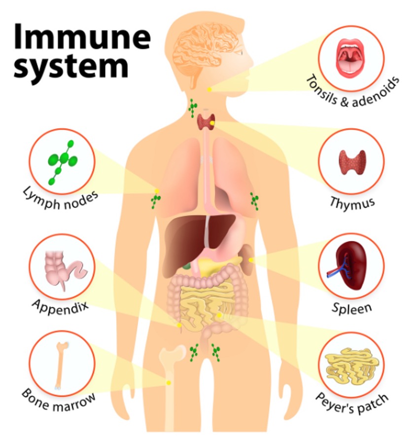 <ul><li><p>Food allergies</p></li><li><p>Seasonal allergies</p></li><li><p>Swollen lymph nodes</p></li><li><p>Anaphylaxis or allergic reactions</p></li><li><p>Frequent infections</p></li><li><p>Changes in skin or nails</p></li><li><p>Fever, chills, night sweats, weight changes, fatigue or malaise</p></li><li><p>Joint or muscle pain, swelling, stiffness, weakness</p></li><li><p>Recent travel</p></li><li><p>History of HIV/AIDs</p></li><li><p>History of cancer</p></li><li><p>History of known rheumatological or autoimmune disorder</p></li></ul><p></p>
