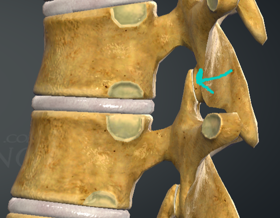 <p>processus articularis inferior </p>