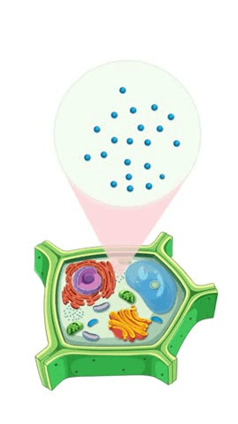 <p>what are the tiny dots called in a human cell</p>