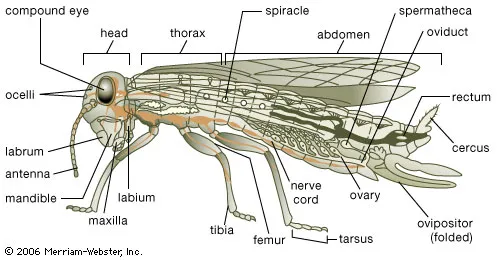 <p>features:</p><ul><li><p>have one pair of mandibles</p></li><li><p>thorax usually has three pairs of walking legs and one or two pairs of wings</p></li><li><p>abdomen contains most internal organs and specialized structure for reproduction</p></li><li><p>three-part gut-ingestion, storage, grinding food</p></li><li><p>have unbranched appendages</p></li><li><p>only winged invertebrates</p></li><li><p>found in terrestrial habitats</p></li></ul><p>bodies divided into three segments:</p><ul><li><p>head containing appendages used in sensing and feeding</p></li><li><p>thorax containing appendages used in moving</p></li><li><p>abdomen containing no appendages and having visceral functions</p></li></ul><p>respiration is accomplished using system of internal tubes, tracheae, and sacs delivering oxygen directly to cells</p><ul><li><p>air is taken in through openings called spiracles</p></li></ul><p>excretion is accomplished via Malpighian tubules, tubules remove waste and salts from blood</p><p>use tracheal system to deliver oxygen directly to organs</p><p>they have wings for flight</p><p>ovipositor—tube for egg deposit (females only)</p><p></p>