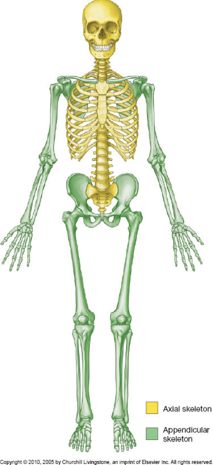 <p>Axial - torso and head</p><p>Appendicular - limbs </p>