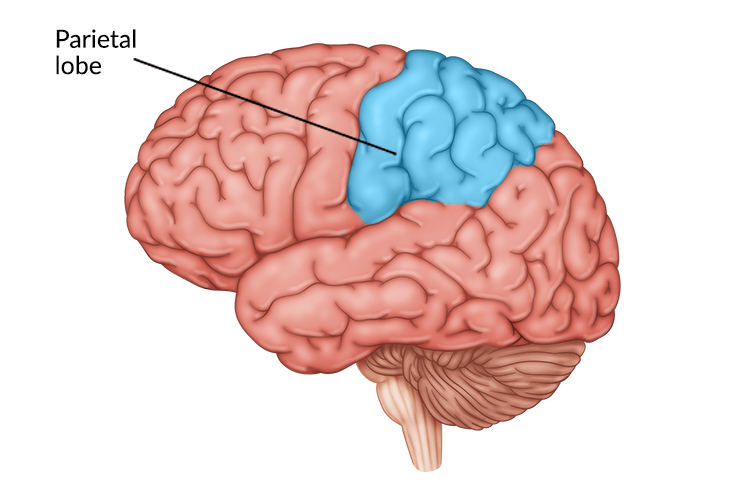 <p>Parietal lobes (sensory processing hub)</p>