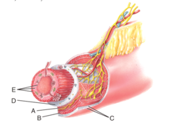 <p>longitudinal muscle</p>