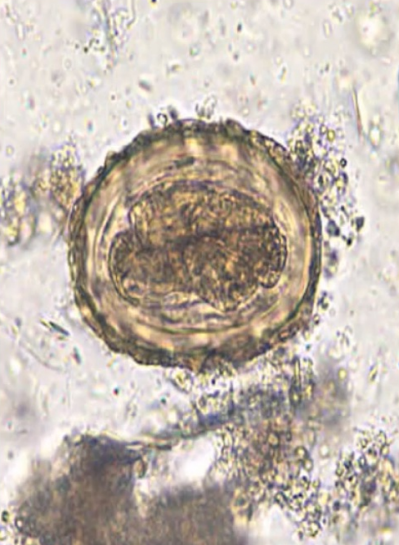 <p>what nematode?</p>