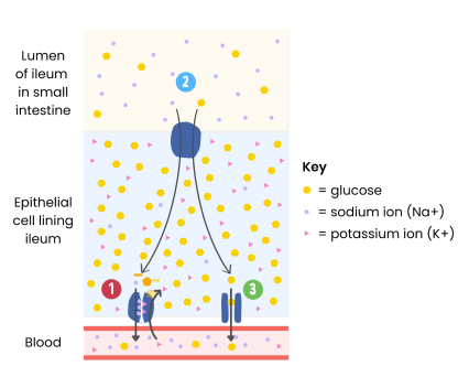 <p><strong>In the example of sodium and glucose absorption, what establishes the sodium concentration gradient?</strong></p>