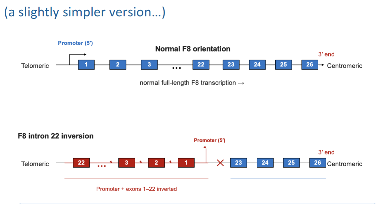 <p>****What is the most common CAUSE of Hemophilia A + What is the <strong><em><u>mechanisms + outcome?</u></em></strong></p>