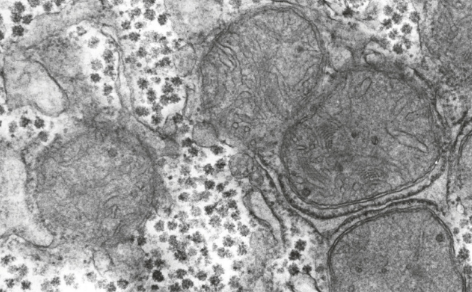 <p>What is the main role of liver glycogen?</p>