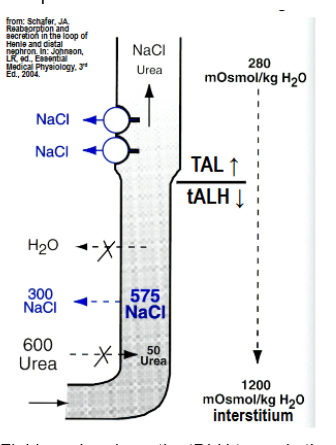 <p>tALH is highly permeable to NaCl and not permeable to H2O (so NaCL passively diffuses out) . In the TAL, NaCL is actively transported out of lumen and into interstitium by Na/K/2Cl cotransporter.</p>