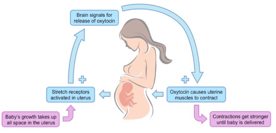 <ul><li><p>Baby’s growth takes ups all the space in the uterus</p></li><li><p>Resulting in stretch receptors activated in uterus </p></li><li><p>Brain signals for the release of oxytocin</p></li><li><p>Oxytocin cause uterine muscles to contract</p></li><li><p>Contraction gets stringer until baby is delivered</p></li></ul><p></p>
