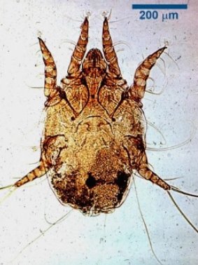 <p>what is it (general scientific name - cattle)</p>