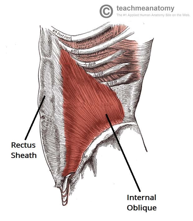 <p>Löper i en solfjäderform snett uppåt och framåt/inåt (vinkelrätt mot m. obliquus externas abdominis)</p>
