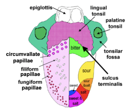 <p>Sweet, salty, sour, bitter, and savory (umami).</p>