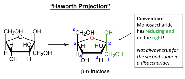 <p>At the end of the carbon chain closest to the anomeric carbon, then number around the ring <strong>without</strong> passing through the ring oxygen.</p>