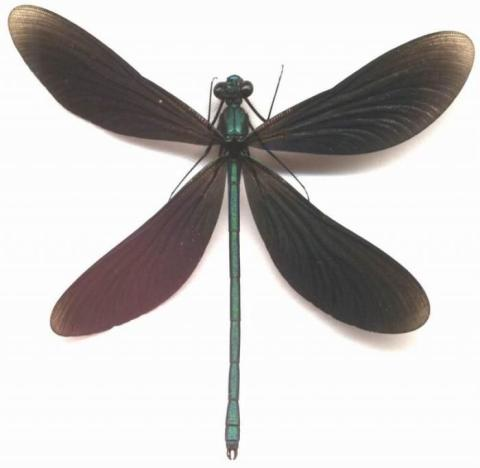<p>The order and family characterized by colored wings held together vertically that have bases wider than other families.</p>