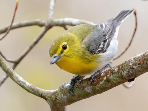<p>Yellow-throated Vireo</p>