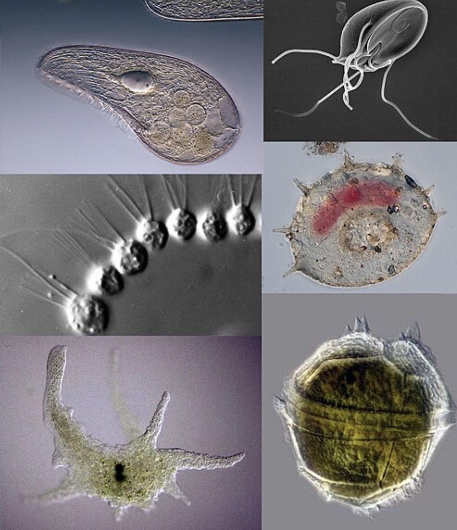 <p>What are these?</p>