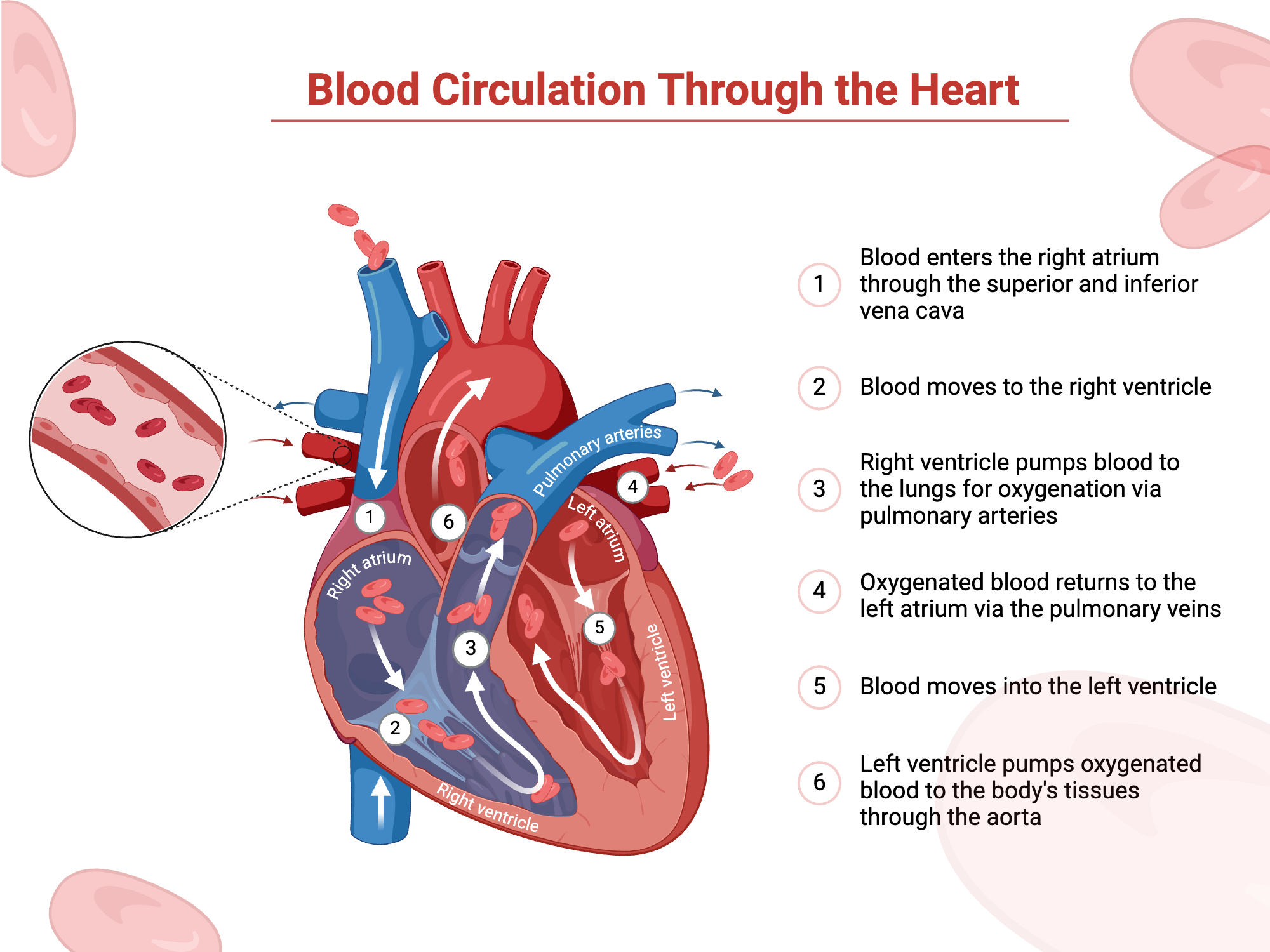 <p>Using the table bank and the image below, describe the flow of deoxygenated blood and the flow of oxygenated blood.</p><ul><li><p>Deoxygenated Blood:</p></li></ul><p></p>
