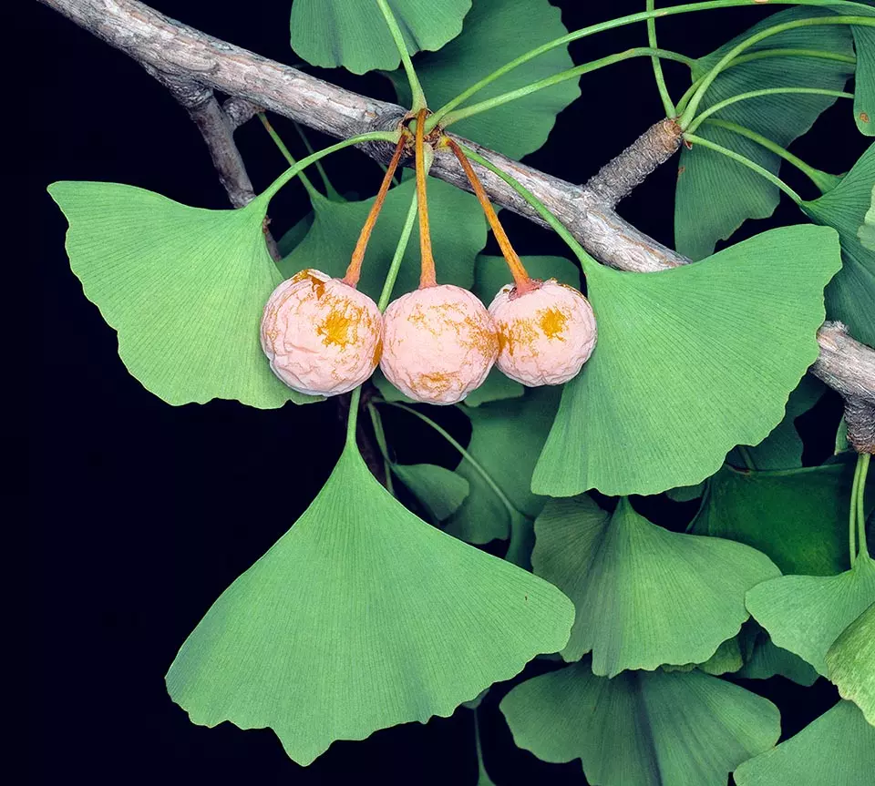 <p>Ginkgo biloba</p>