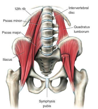 <p>Iliacus *</p><p>Psoas major *</p><p>(Iliacus + Psoas = iliopsoas)</p>