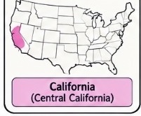 <p>California — hunting, gathering, and acorn-based diet</p>