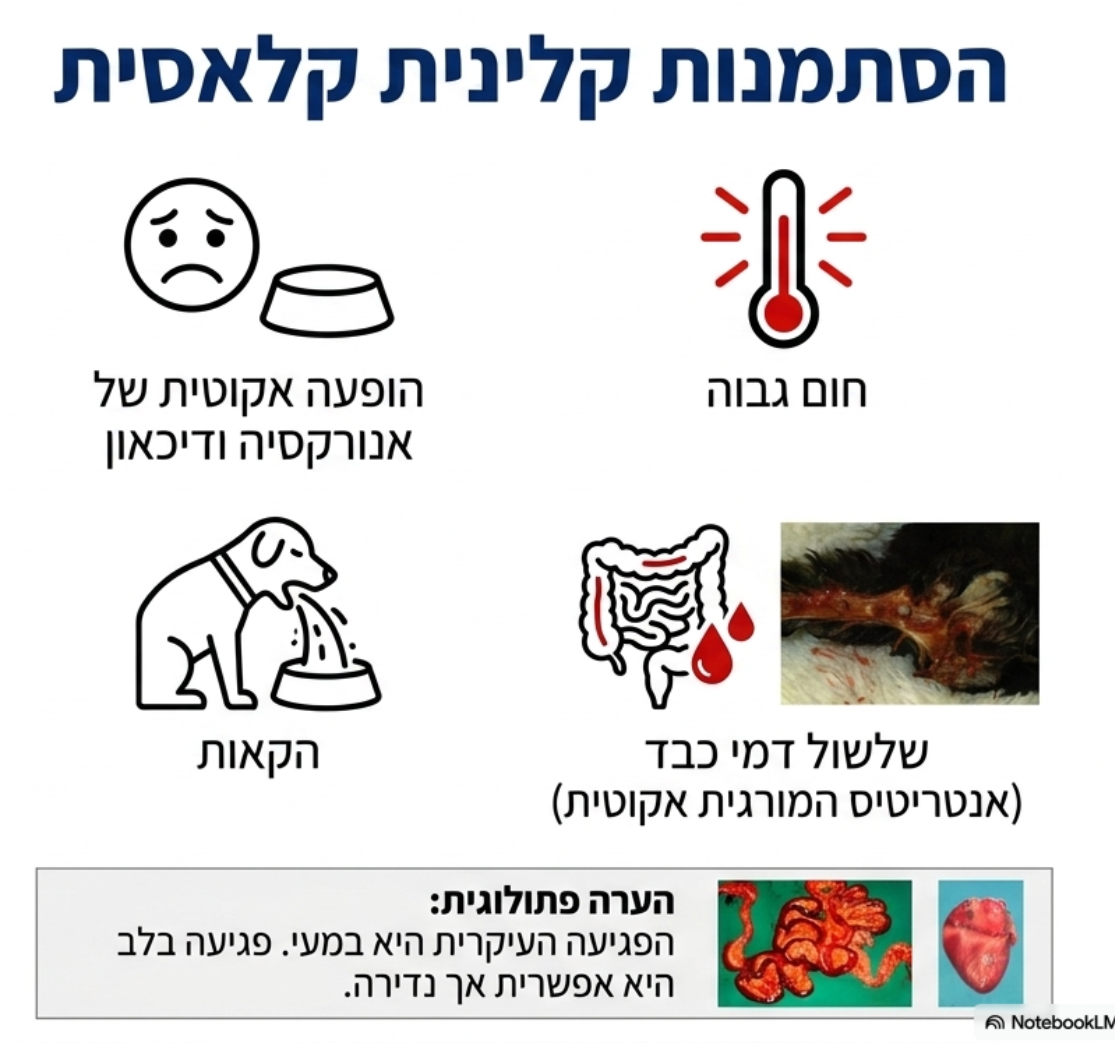 <p></p><p></p><ul><li><p>המחלה פוגעת בכלבים צעירים (שאינם מחוסנים) ומציגה הופעה אקוטית של:</p><ul><li><p>חוסר תיאבון (אנורקסיה) ודיכאון.</p></li><li><p>חום גבוה.</p></li><li><p>הקאות ושלשולים (שלעיתים קרובות הם שופעים ודמיים).</p></li></ul></li><li><p>בספירת הדם הכללית נפוץ לראות <strong>ליוקופניה</strong> (ירידה חריפה ברמת תאי הדם הלבנים)</p></li></ul><p></p>