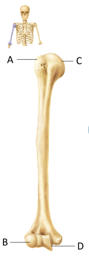 <p>What part of this bone articulates with the ulna?</p>
