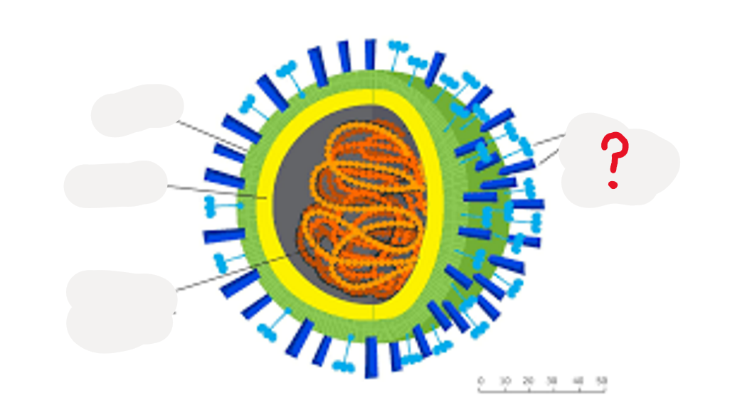 <p>What is this part of a virus?</p>