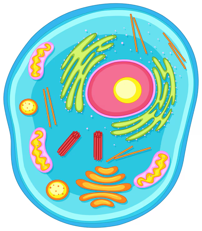 <p>Cell</p>