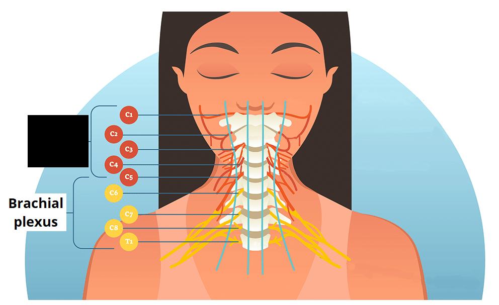<p><span>Nerve plexus located in the posterior triangle of the neck, deep within the prevertebral layer of fascia (C1-C4). It serves the head, neck, and shoulders, and provides the phrenic nerve for the diaphragm.</span></p>
