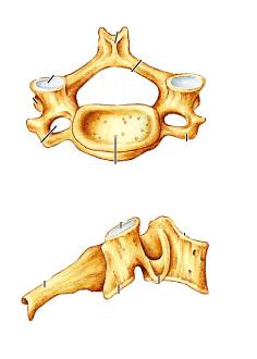 <p>Identify the indicated type of vertebra</p>
