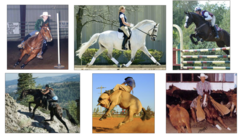 <p>In these pictures how are these horses using their axial column?</p>