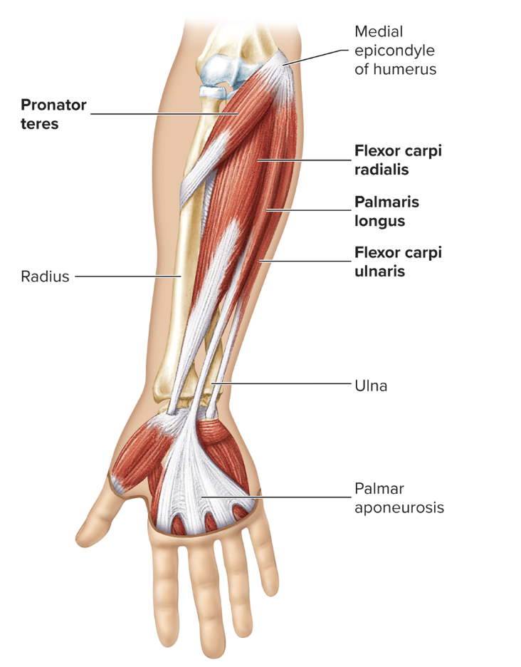 <p>Origin: medial epicondyle of humerus, coronoid process of ulna </p><p>Insertion: lateral, middle shaft of radius </p><p>Action: pronates hand, flexes forearm </p><p>Innervation: median nerve </p>
