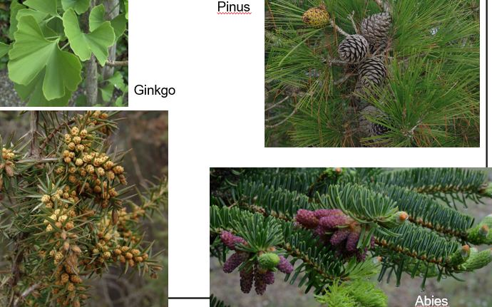 <p><span>Gymnospermae</span></p>
