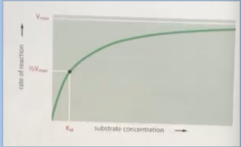 <p><span style="background-color: transparent;">You are running an experiment to mutate an enzyme in order to increase the enzyme’s ability to bind its substrate. Using the graph as a comparison, what effect would the mutant version of the enzyme likely have on the Km?</span></p><p><span style="background-color: transparent;">A. The KM would move to the right (increases)</span></p><p><span style="background-color: transparent;">B. The KM would not change at all (no effect)</span></p><p><span style="background-color: transparent;">C. The KM would move to the right initially but eventually move to the left</span></p><p><span>D. The KM would move to the left (decrease)</span></p>