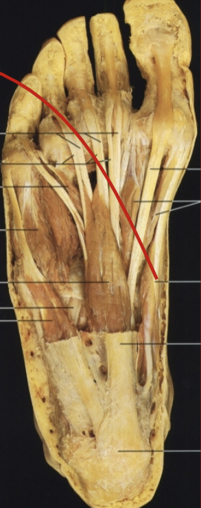 <p>What muscle, layer, action and innervation is this?</p>