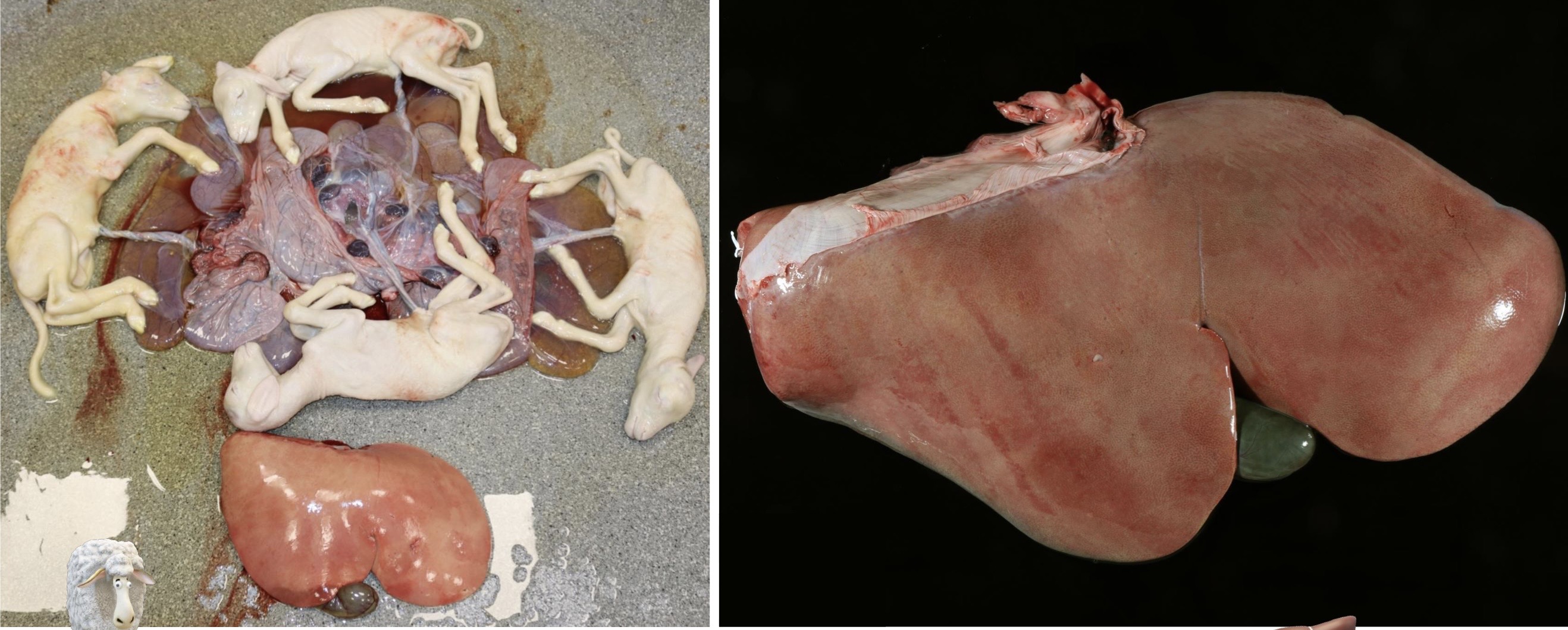 <p>Patogenia</p>