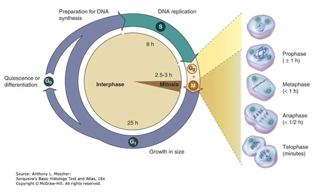 <p>coordination of events surrounding eukaryotic DNA replication and cell division (mitosis).</p><p>The length of the cell cycle varies considerably from one cell type to another.</p><p>The large difference is the length of interphase.</p><p>1. Epithelial cells: ~10 hours</p><p>2. Liver cells: one year</p><p>3. Skeletal muscles and neuron: lose their ability to divide and replicate in adults</p>