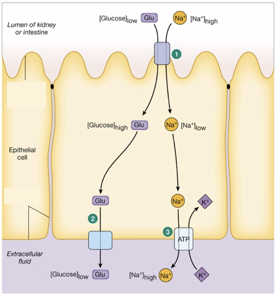 <p>E: what form of transport is illustrated at apical membrane of cell in image? </p>